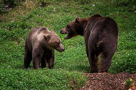 Bern Altstadt, Baerengraben
